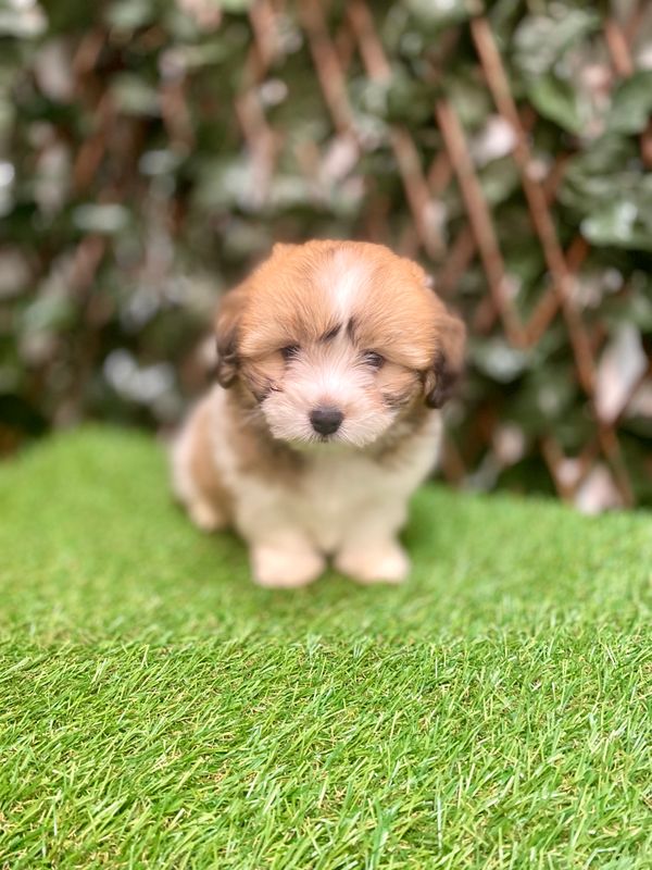 Coton de Tulear