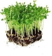 Pea Shoots (2 for £1.50)