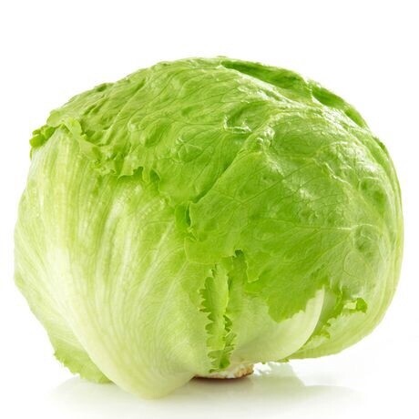 Iceberg Lettuce 圆生菜