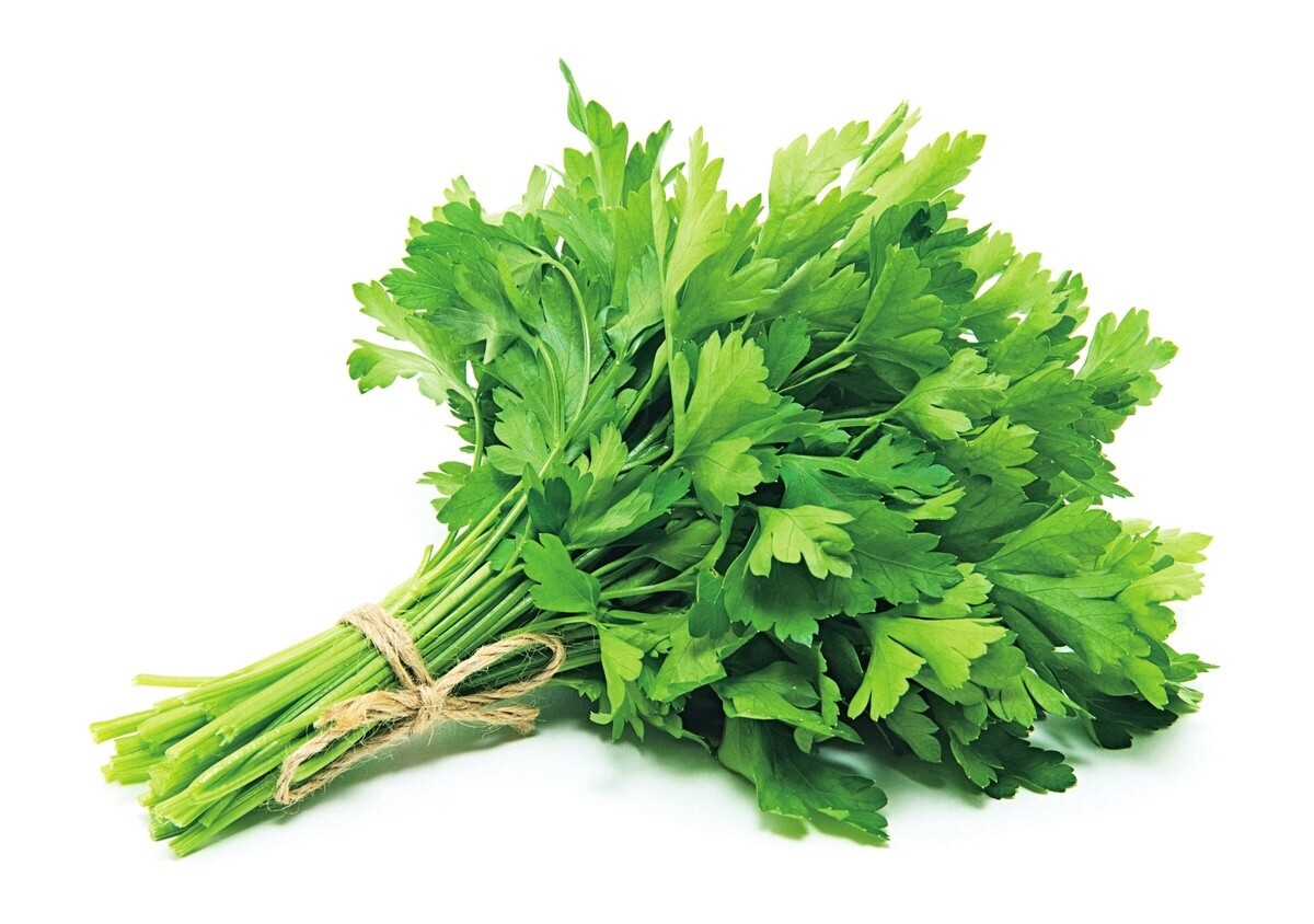 Coriander 香菜(芫荽)