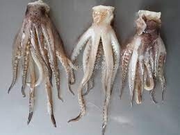 DCI/OK Squid Tentacles 1Kg