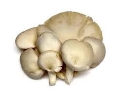 White Oyster Mushroom/Pack