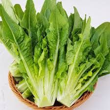 Chinese Mak Choi 中国油麦菜 100g