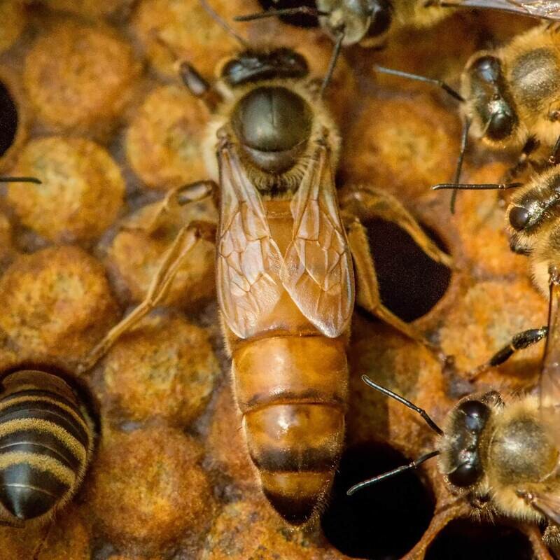 *2025* F1 Buckfast UK Mated Queen  (Bred from a Selected Danish Breeder)