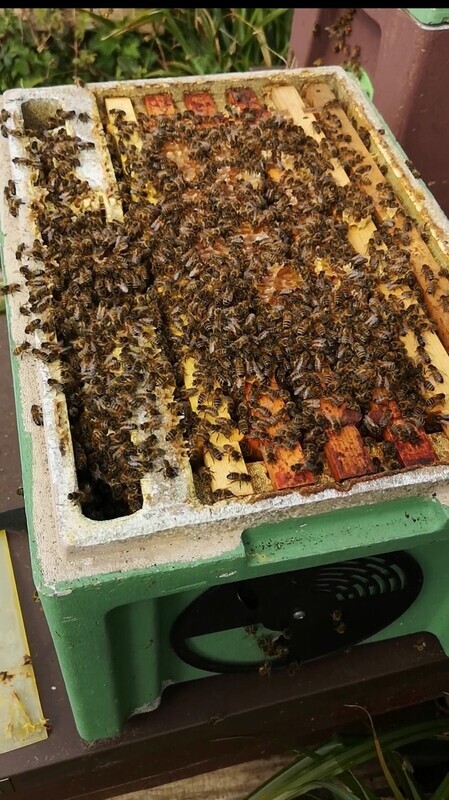 *2025* Spring Nucs- National standard brood