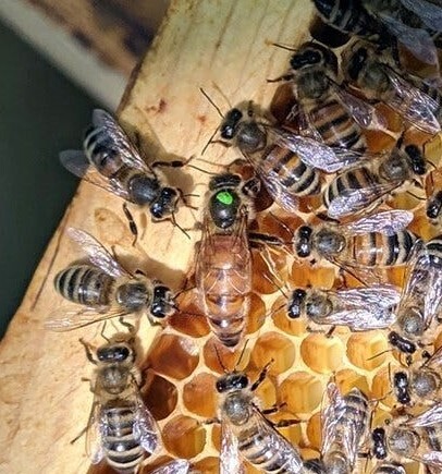 *2025* F1 Buckfast UK Mated Queen  ( Bred from a Selected German Breeder)