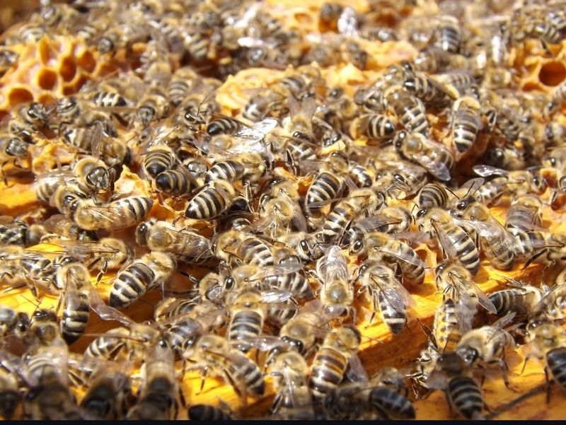 Adopt a Beehive