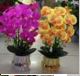DECO ORQUIDEAS CYMBIDIUM BLANCO / FLORERO ROSE G.