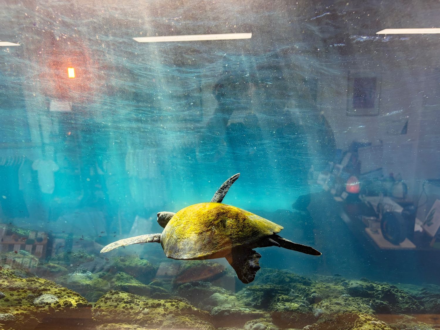 David Cook Photography