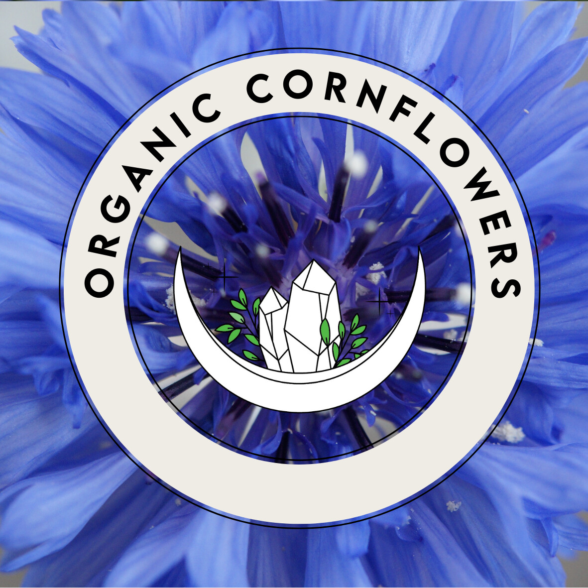 Cornflower