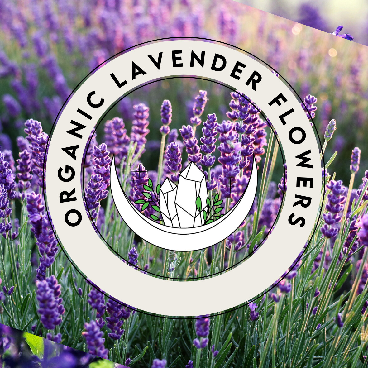 Lavender Flowers