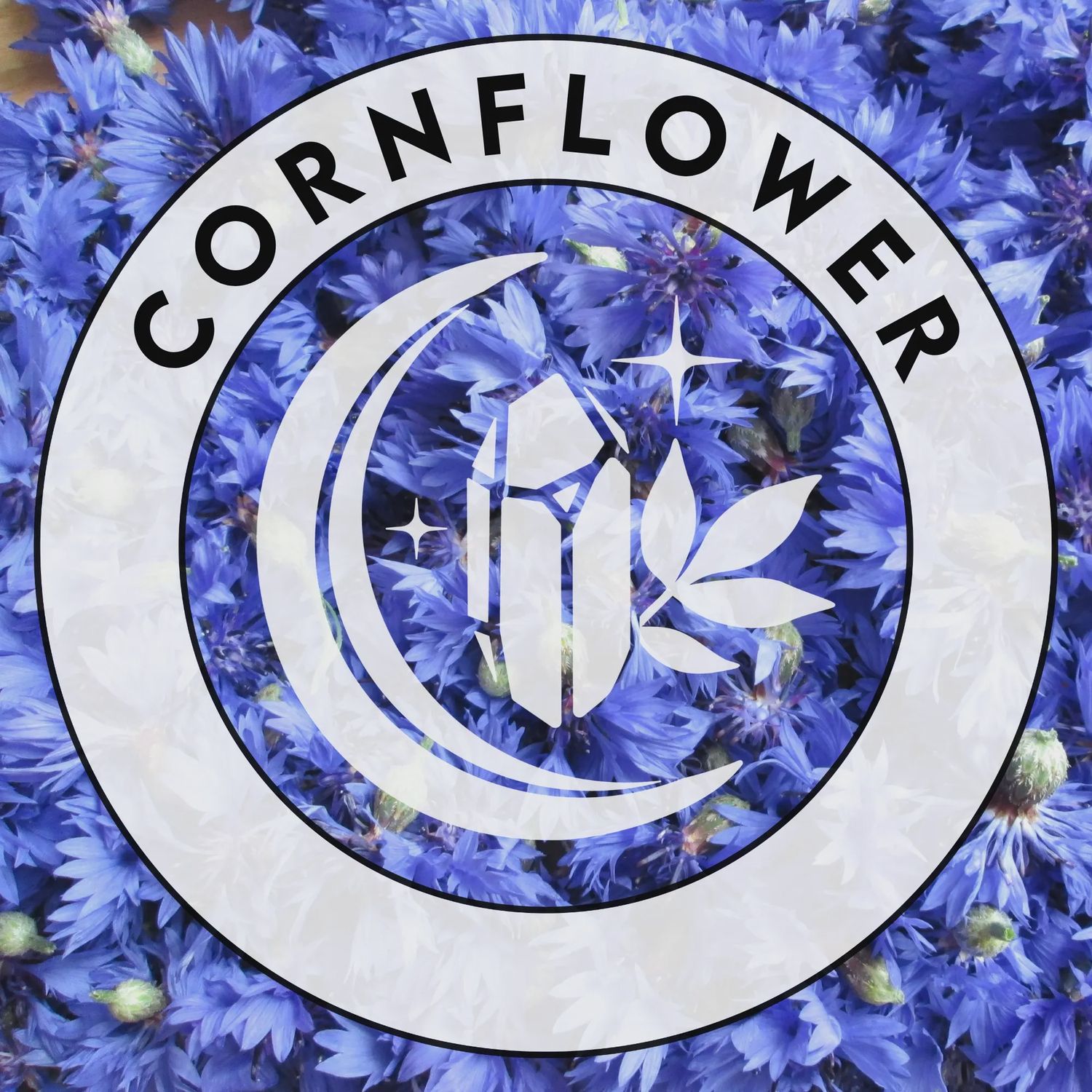 Cornflower