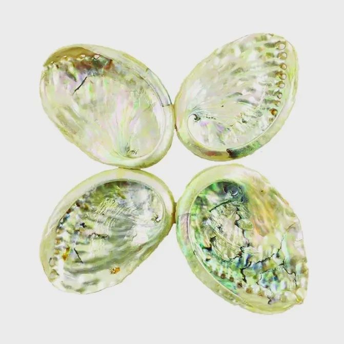 Abalone Shell