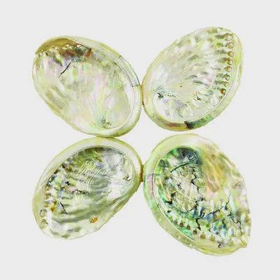 Abalone Shell