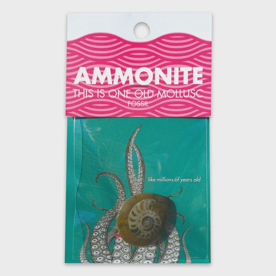 Ammonite Card