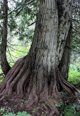 Western Red Cedar Roots