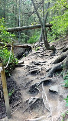 Trail Roots