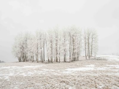 Winter Blossoms (Edition of 5)