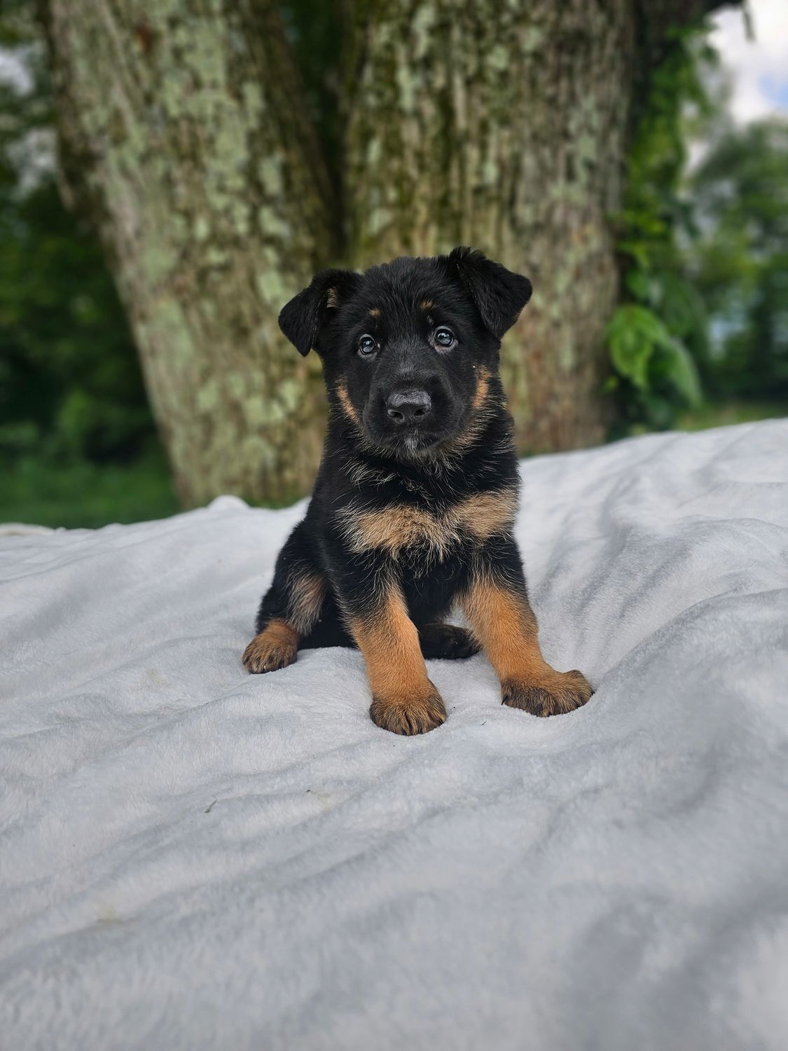 Milo