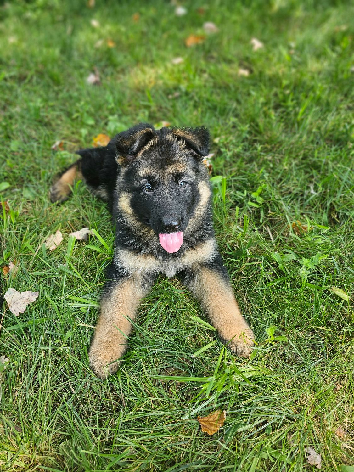 Lexie