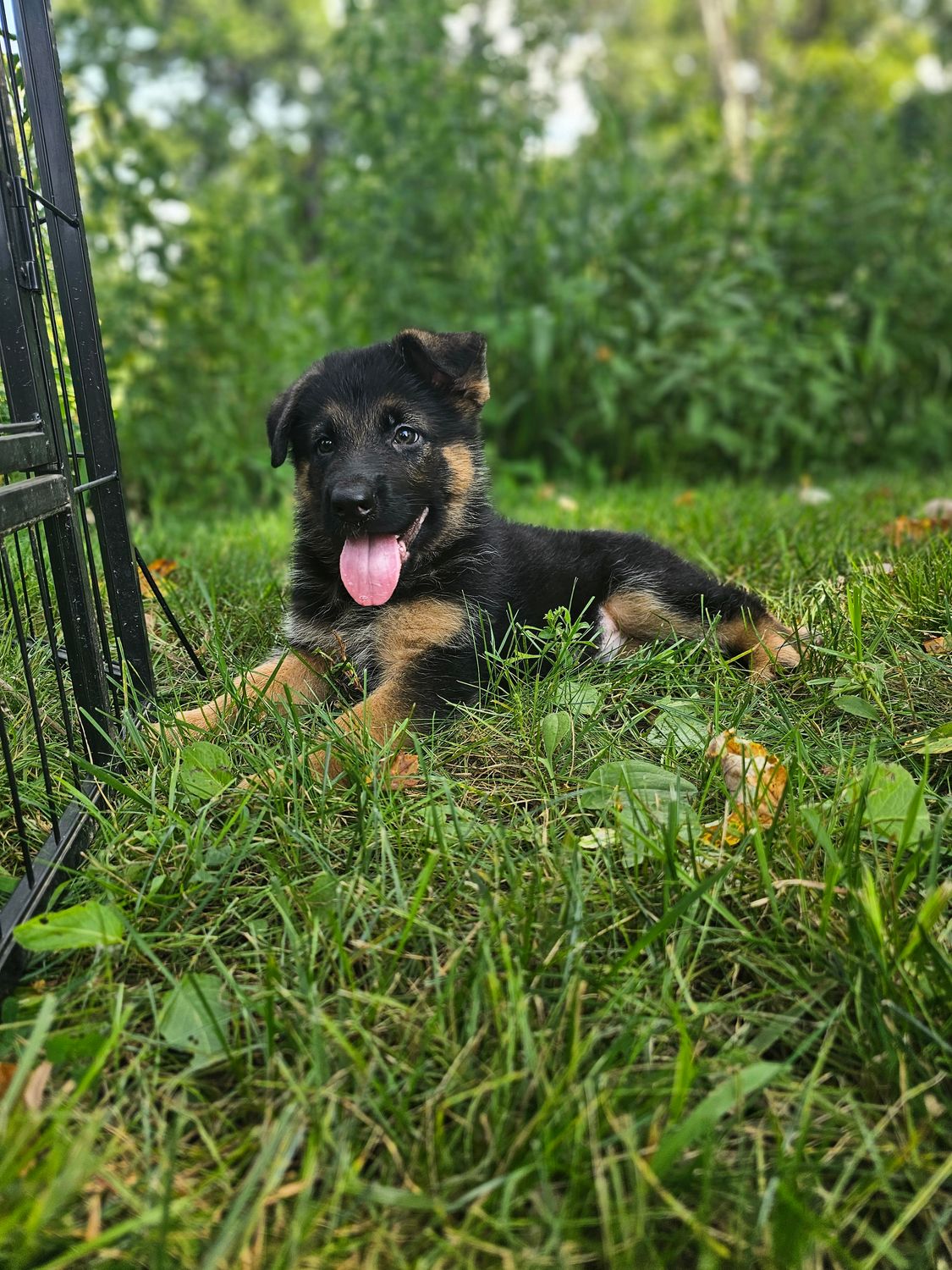 Max