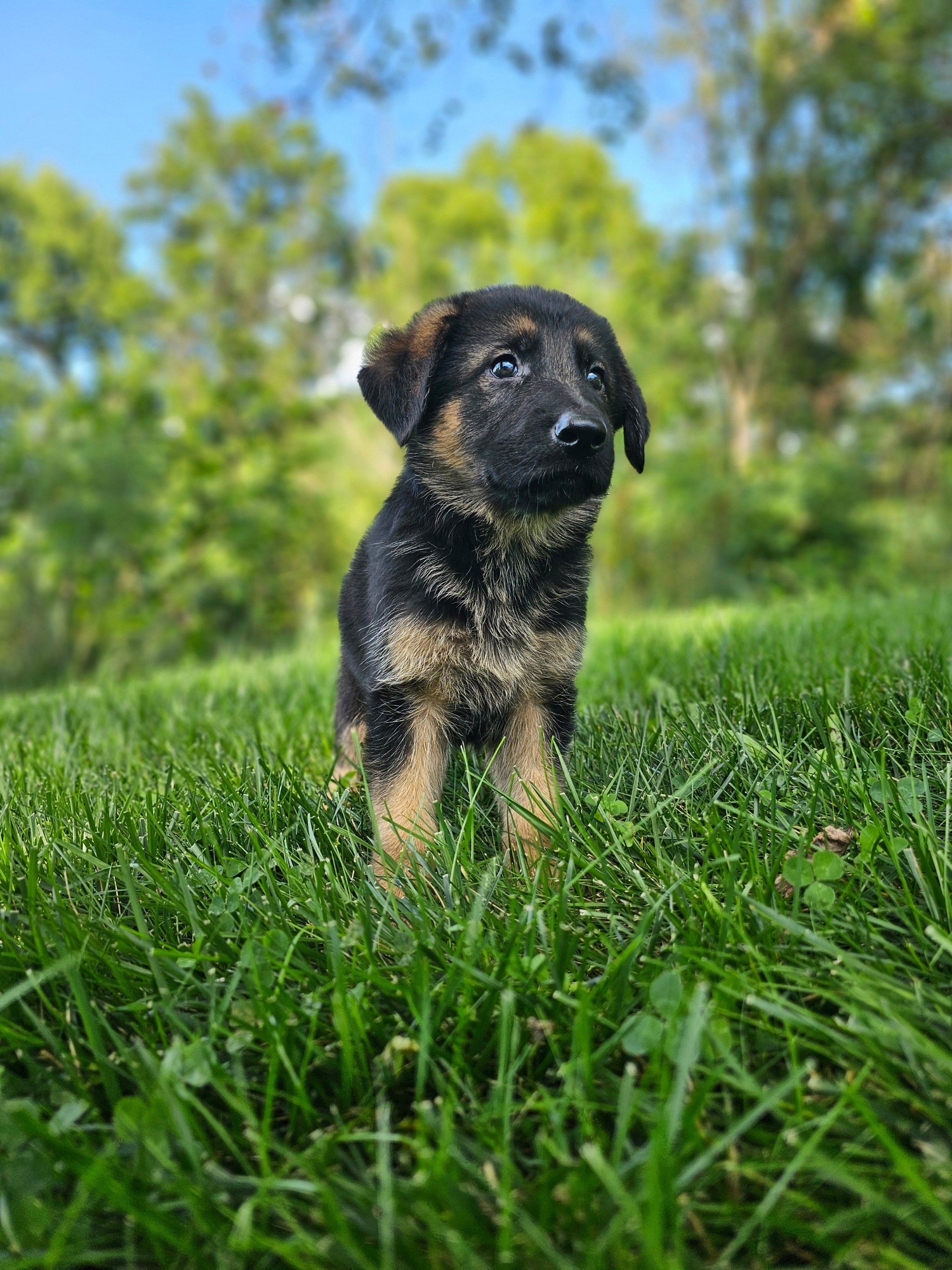 Max