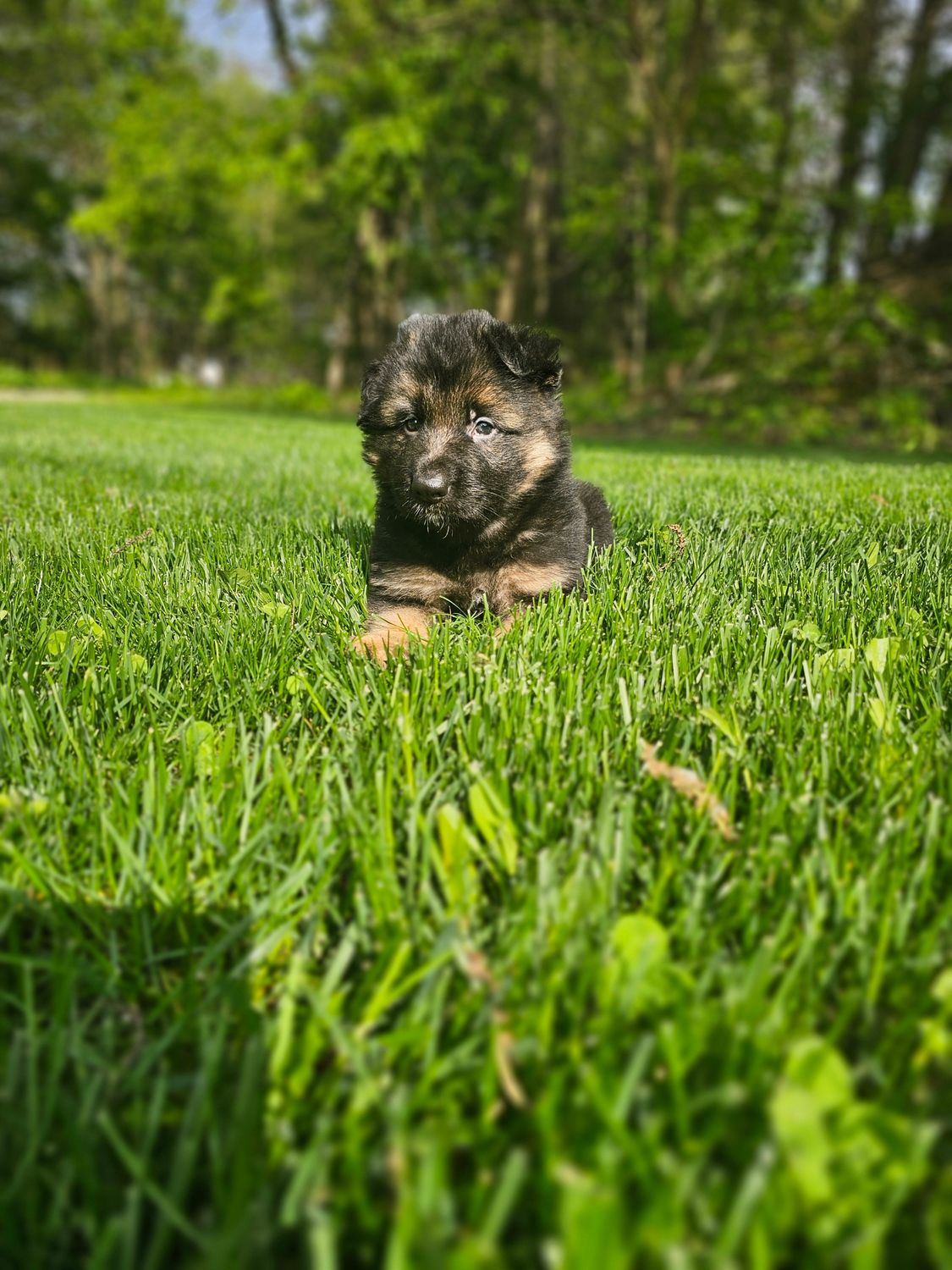 Max