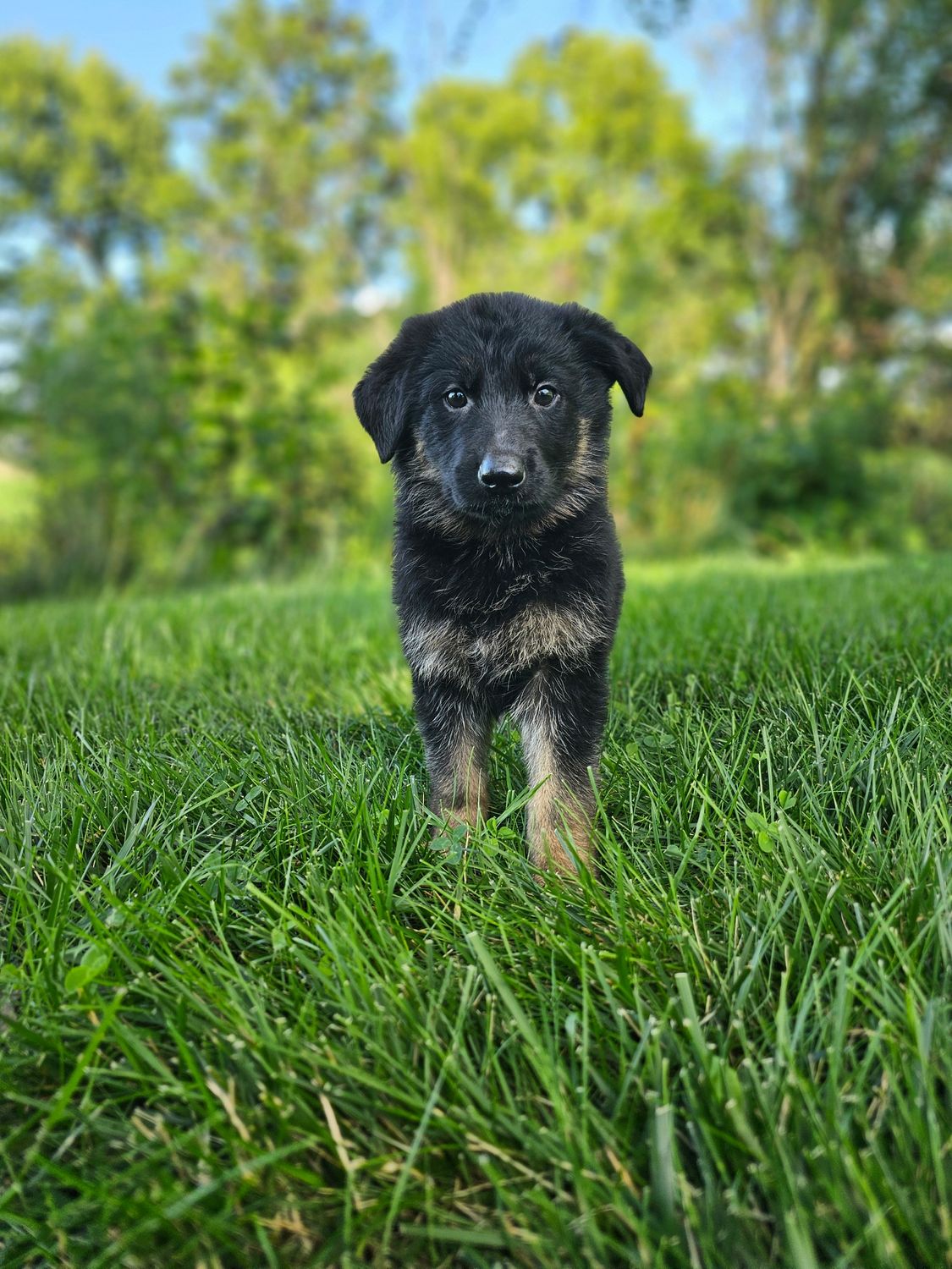 Jack Jack