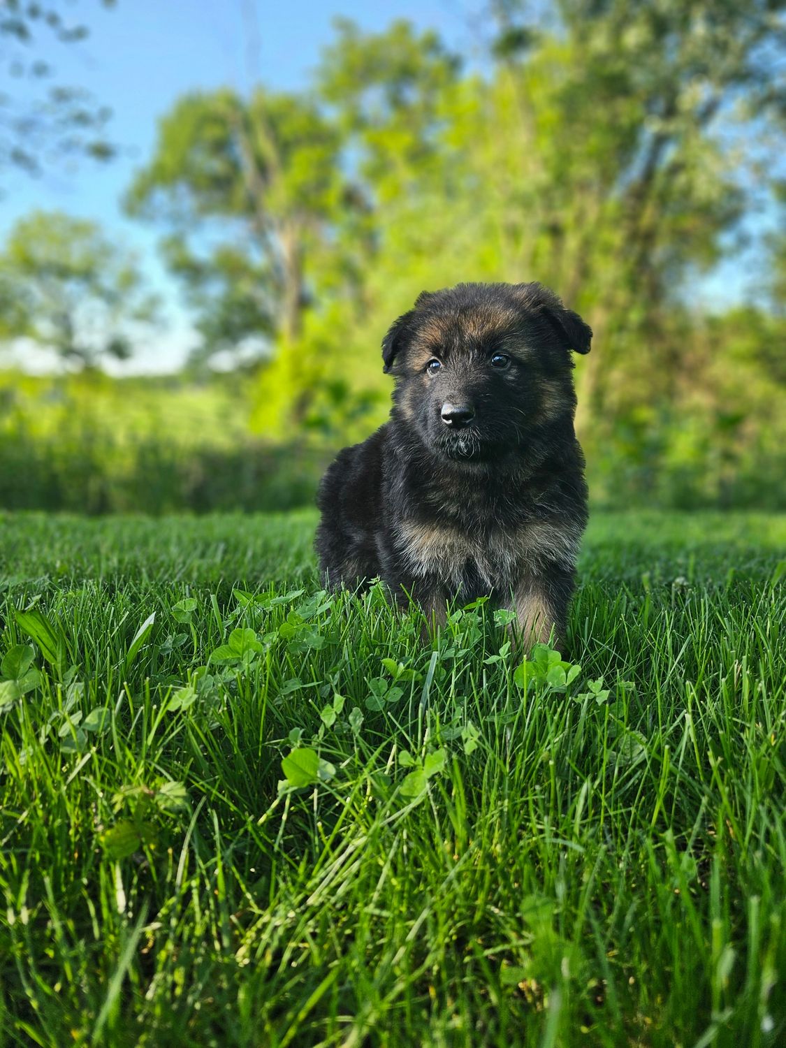 Teddy