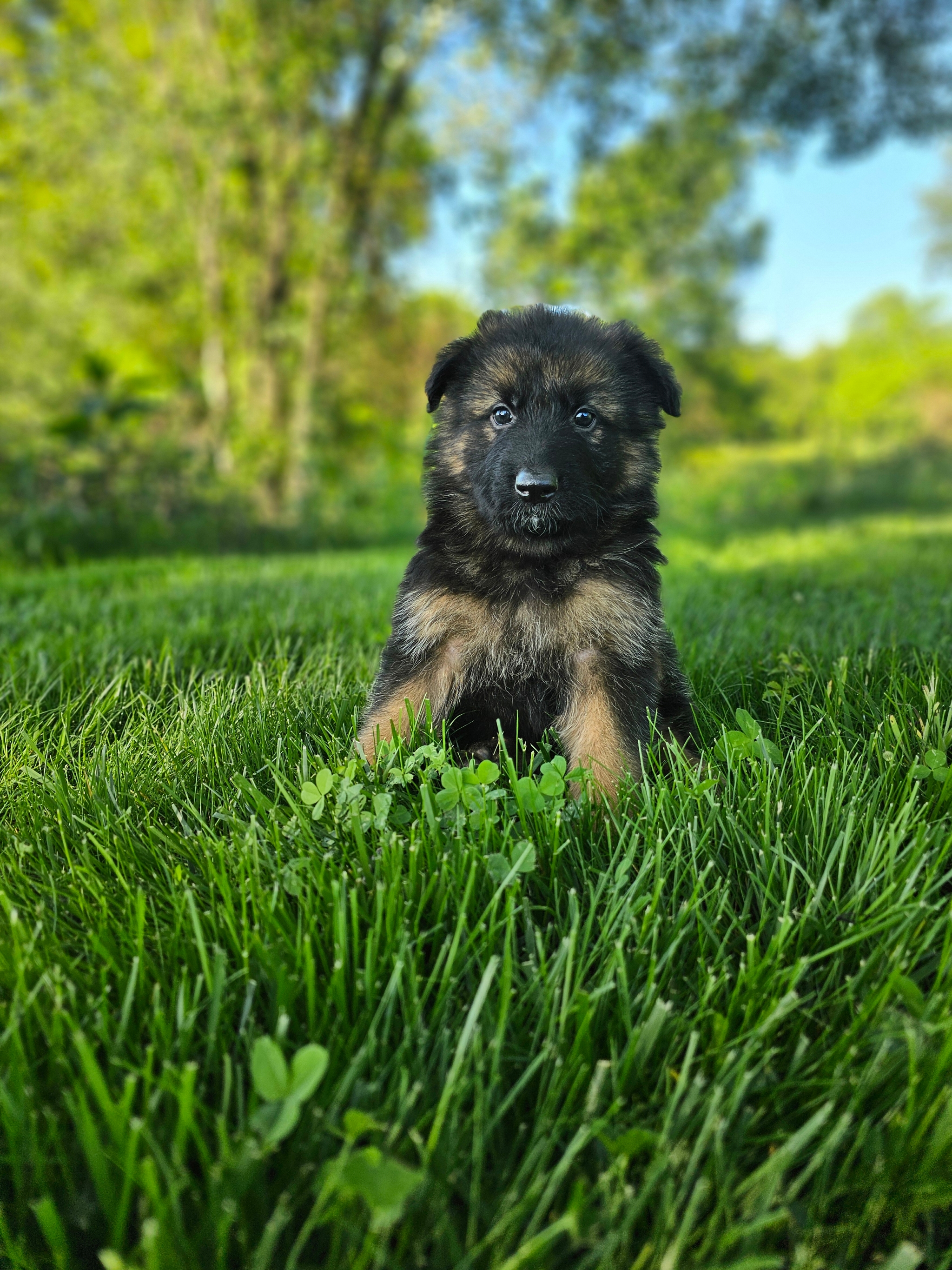 Teddy