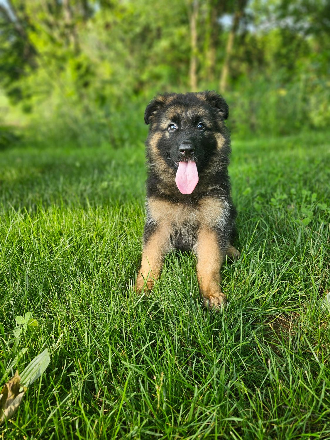 Teddy