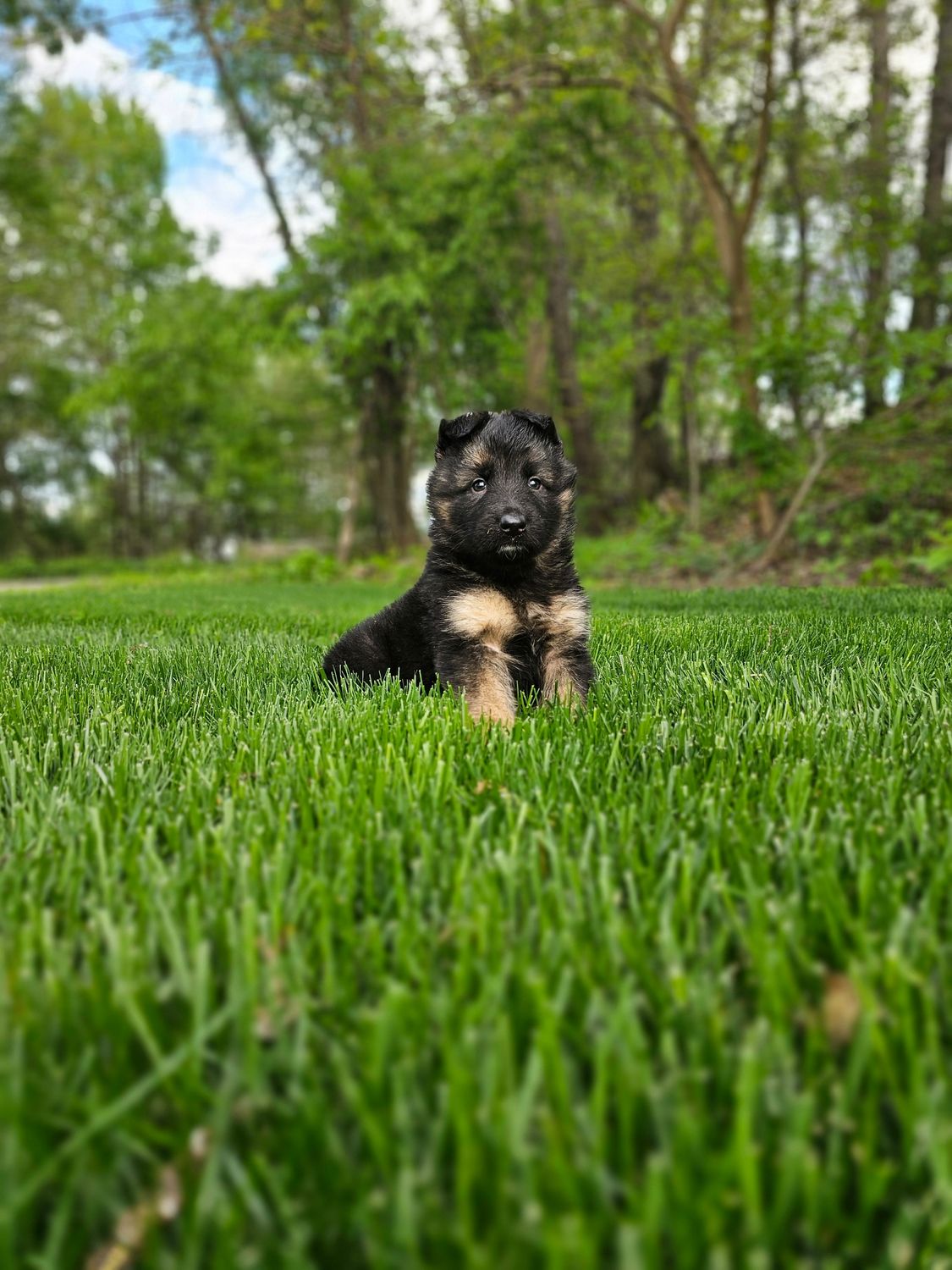Bruno 