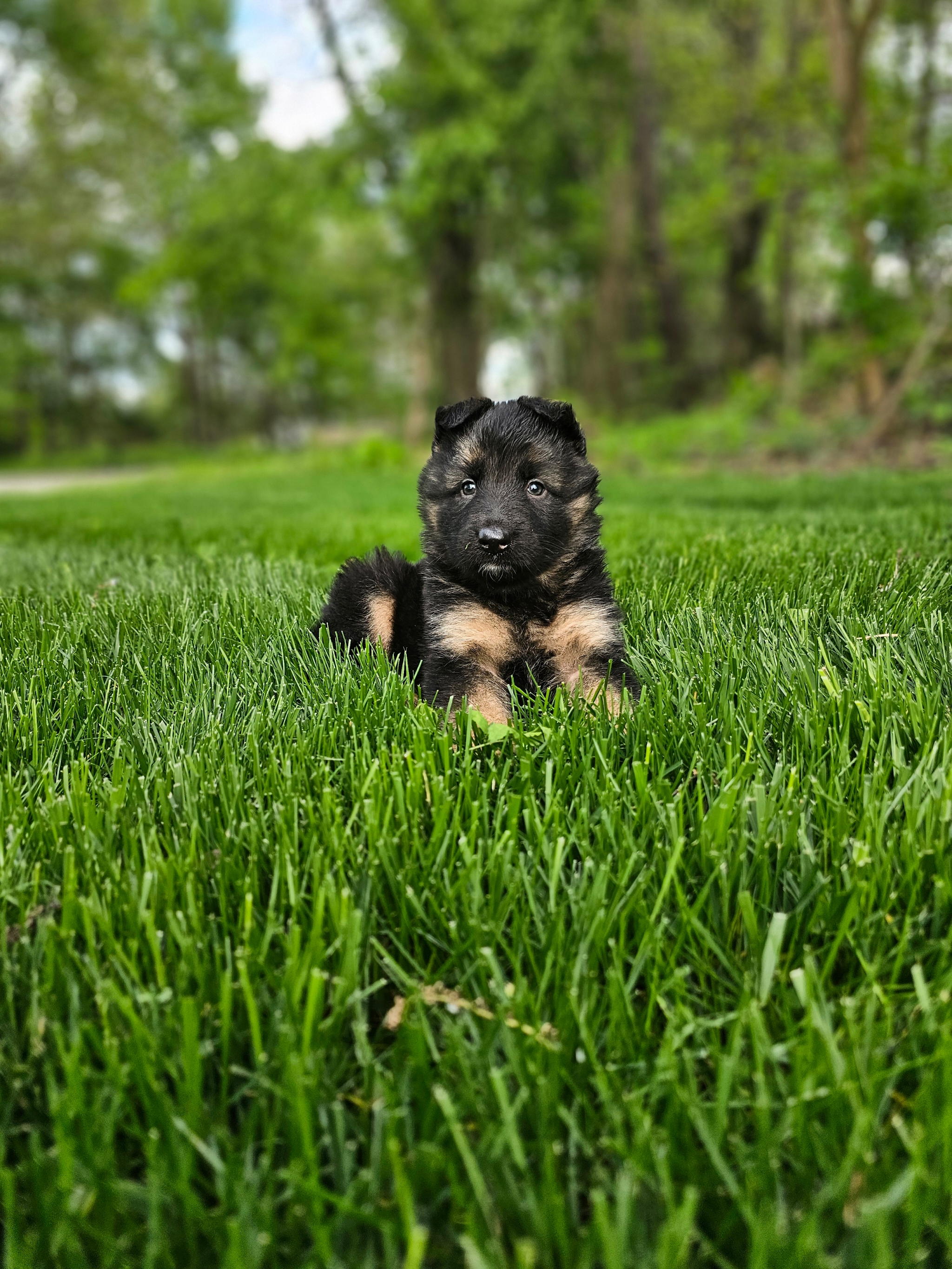 Bruno 