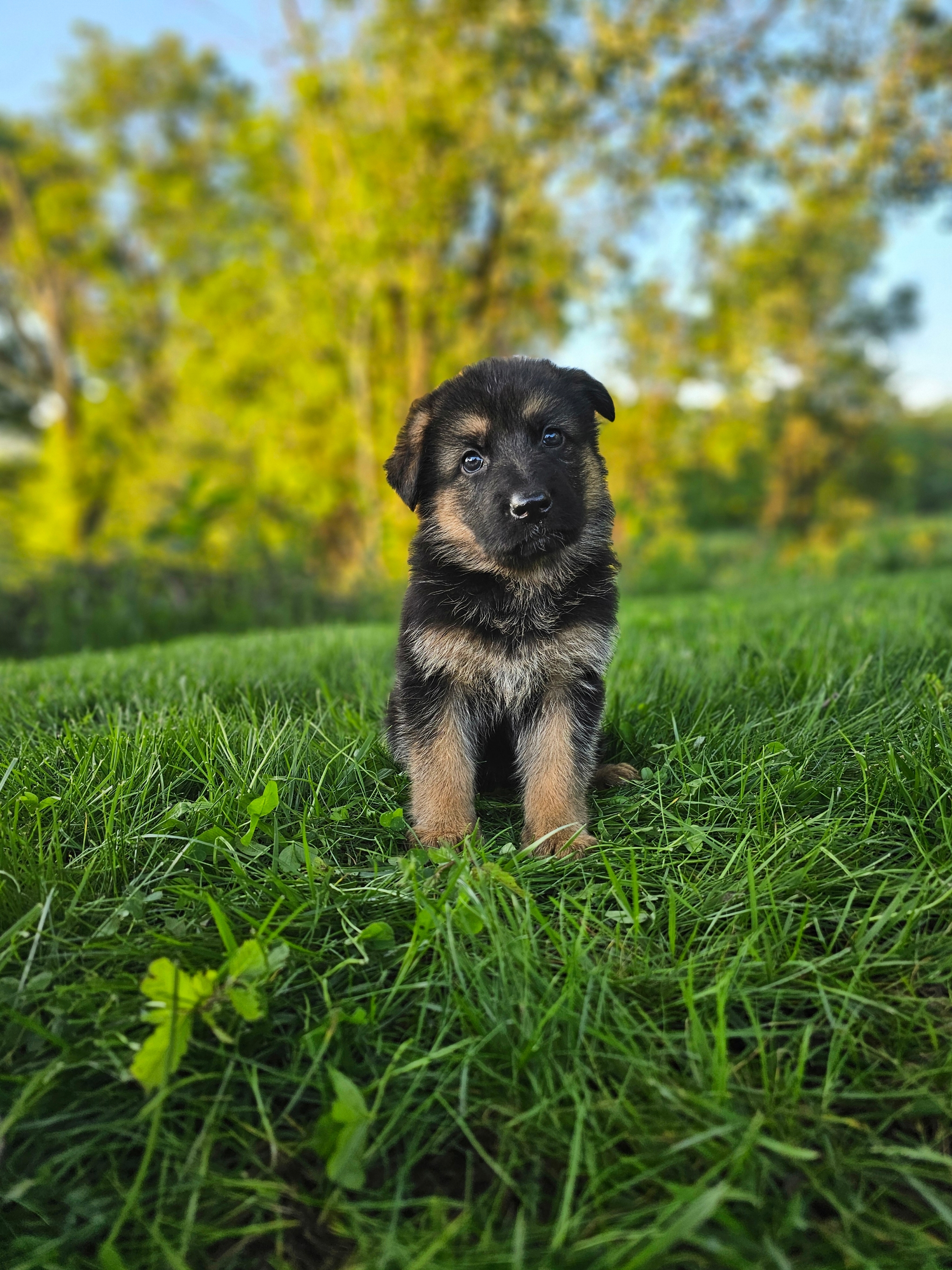 Nova