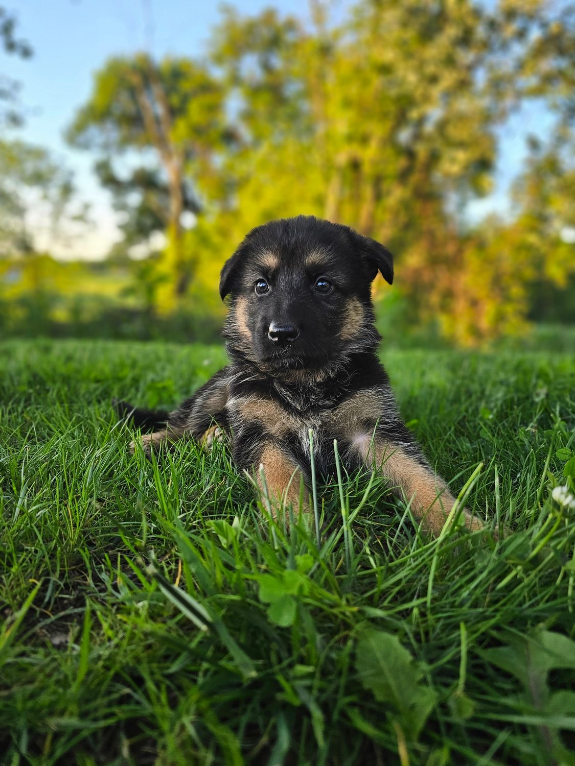 Nova