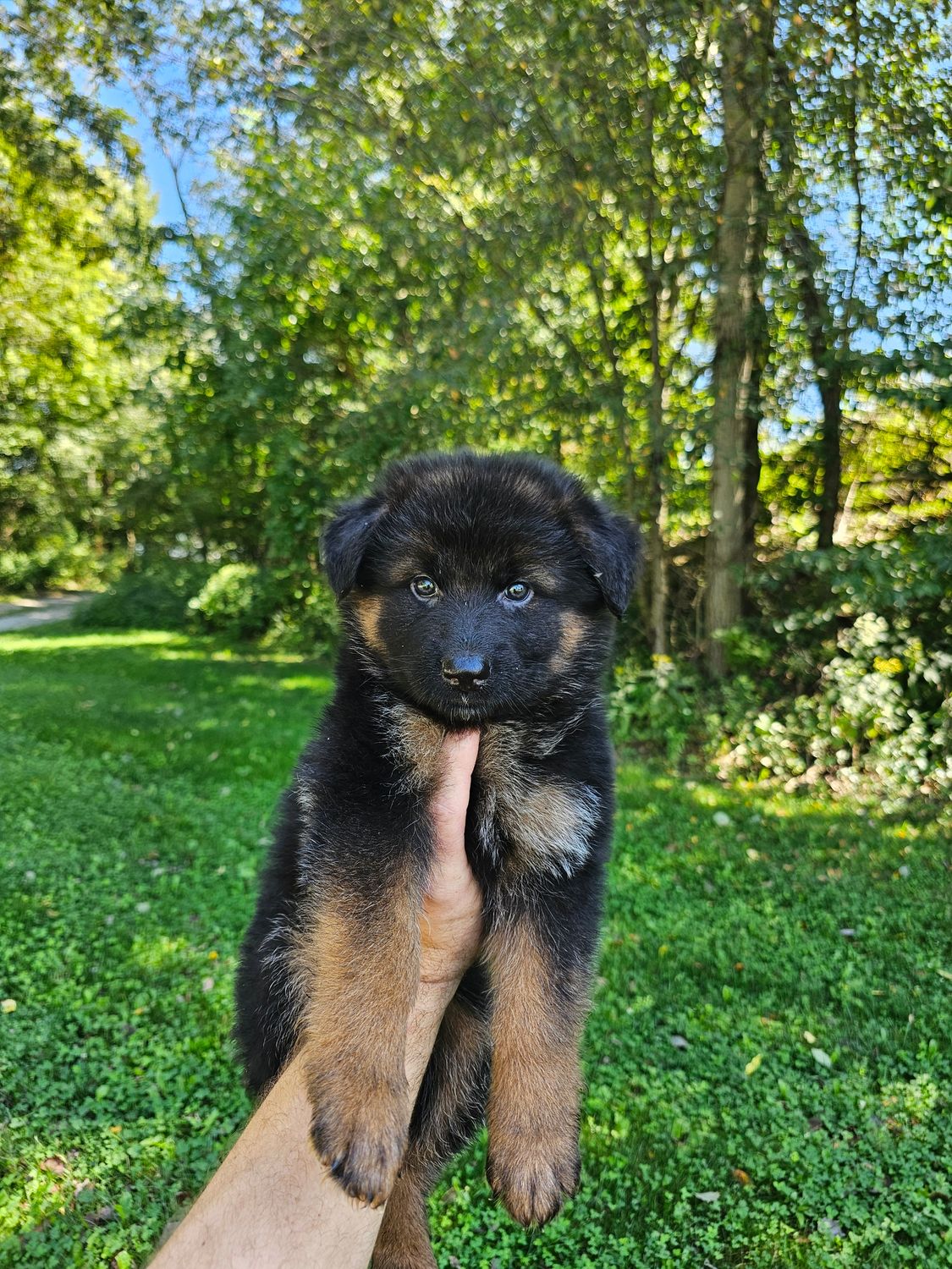 Nova Nova