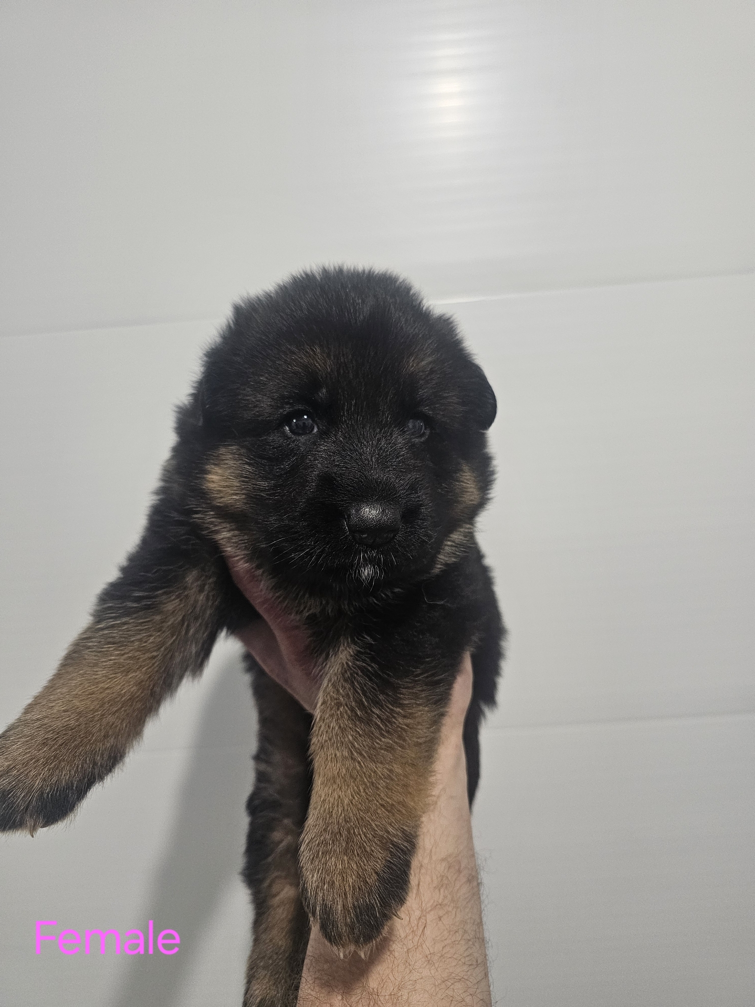 Jack and Bella's puppies