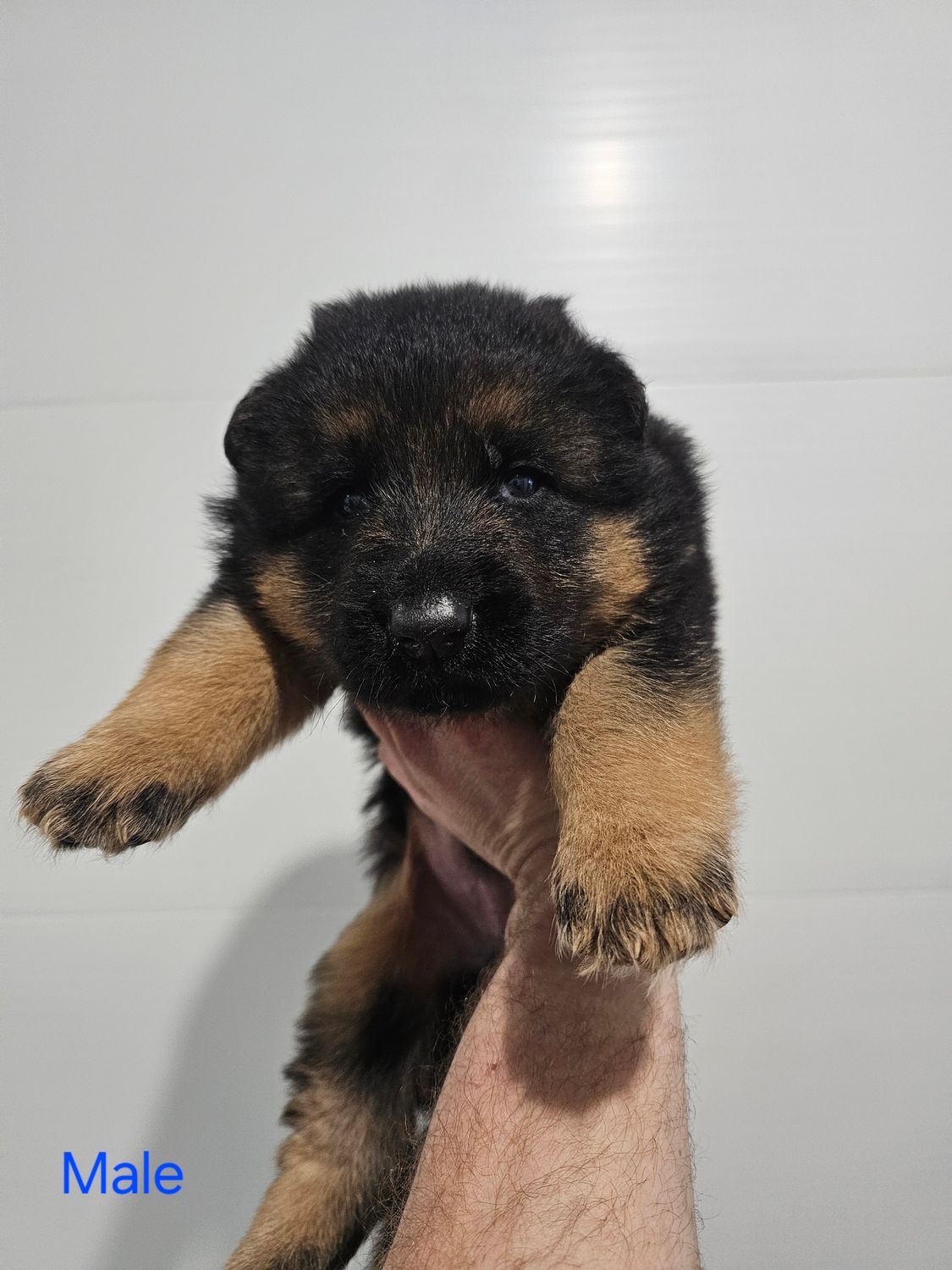 Jack and Bella's puppies Jack and Bella's puppies