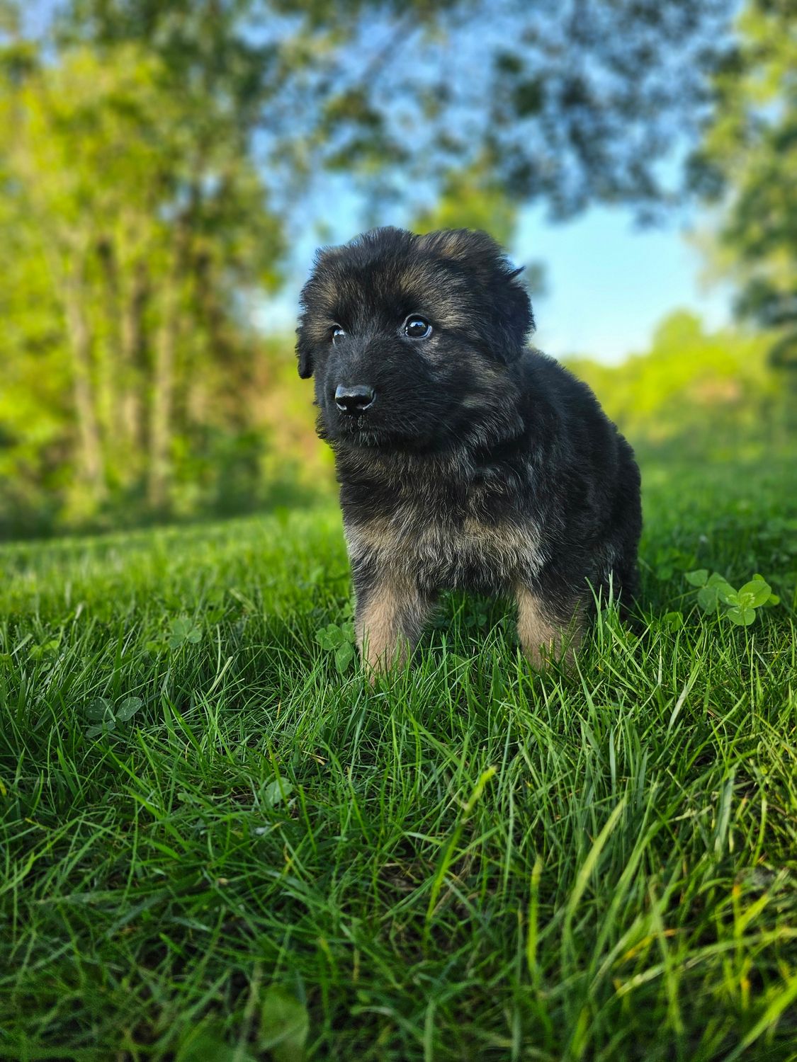 Bruno