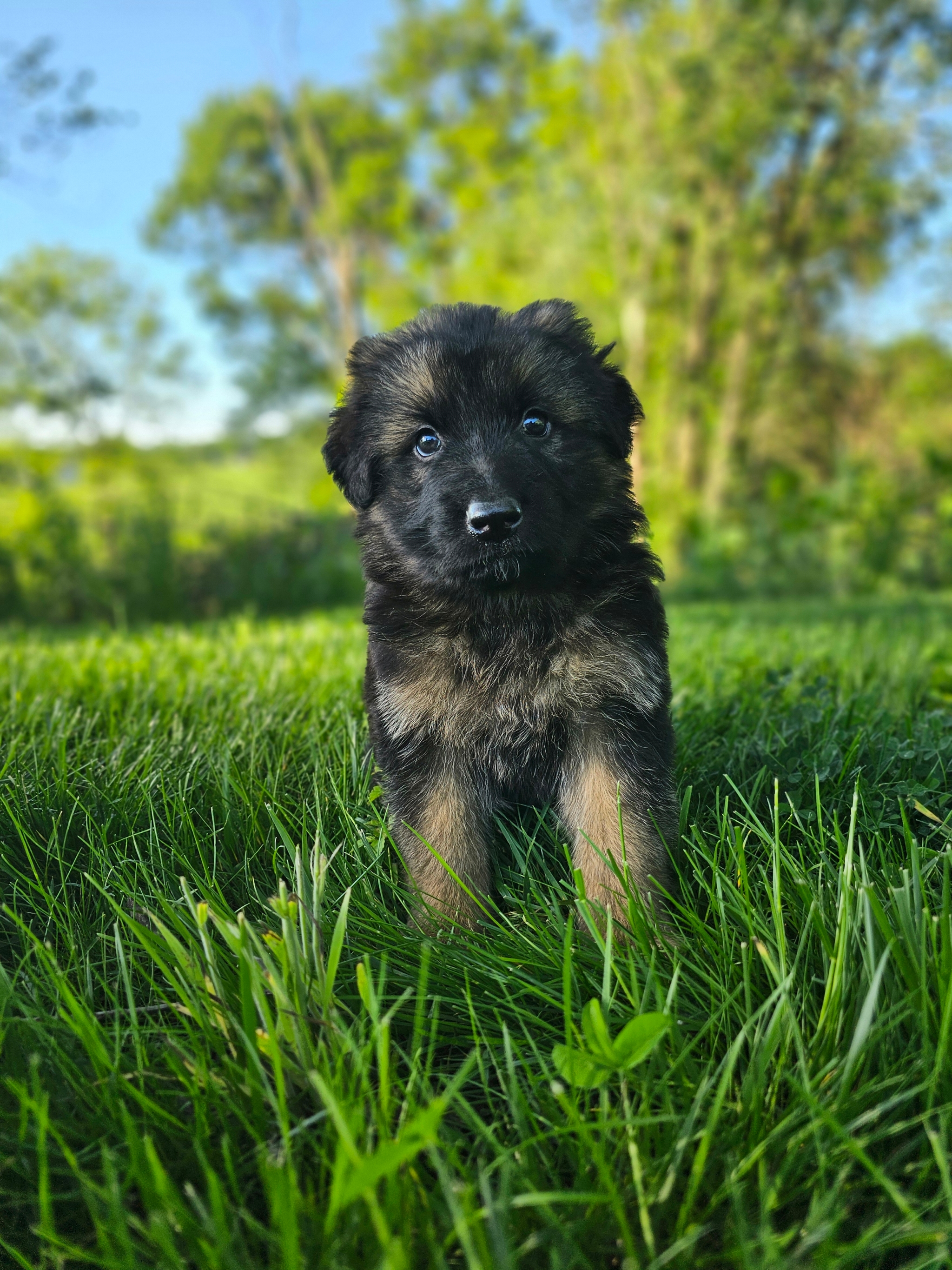 Bruno