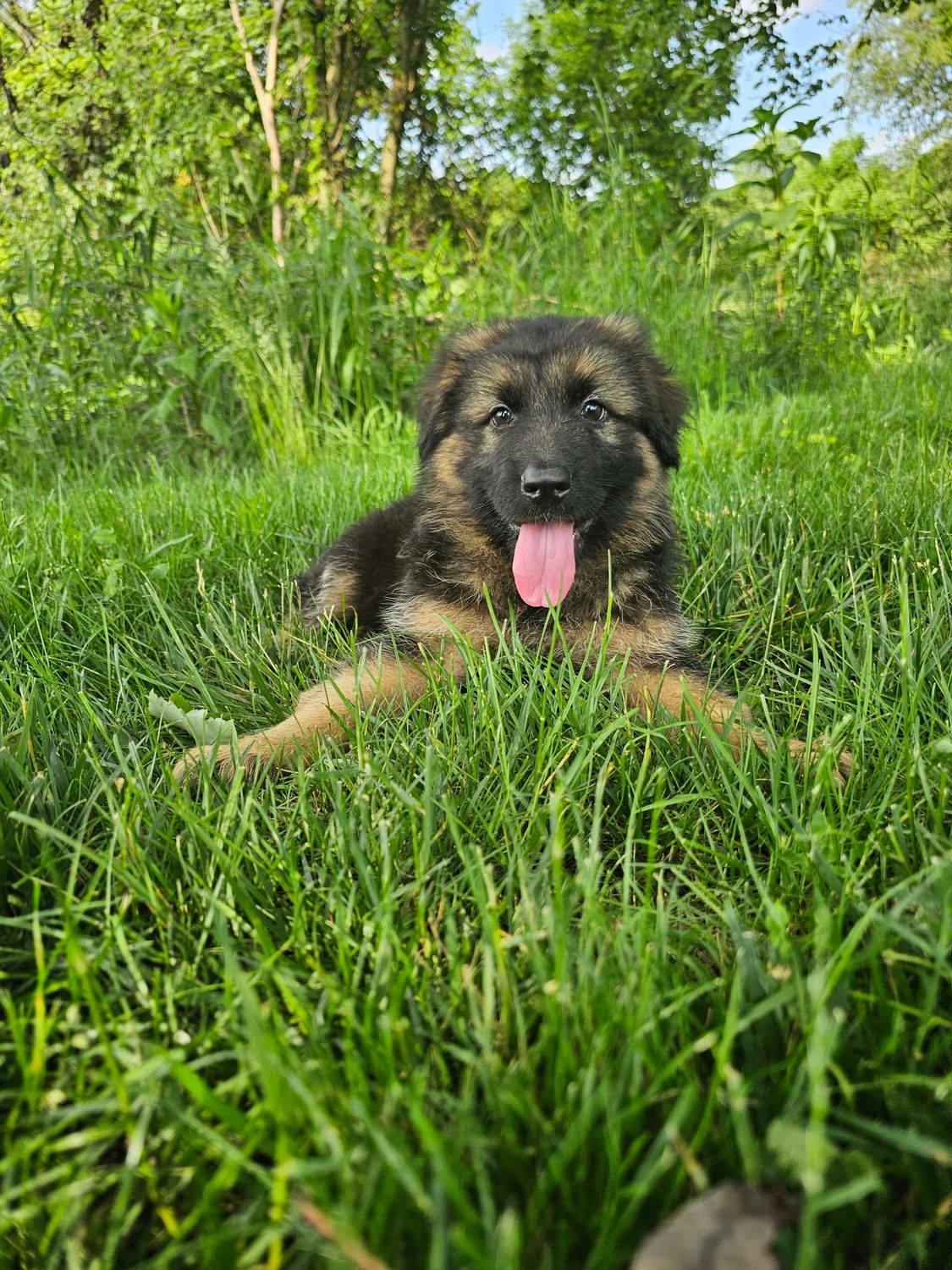 Bruno