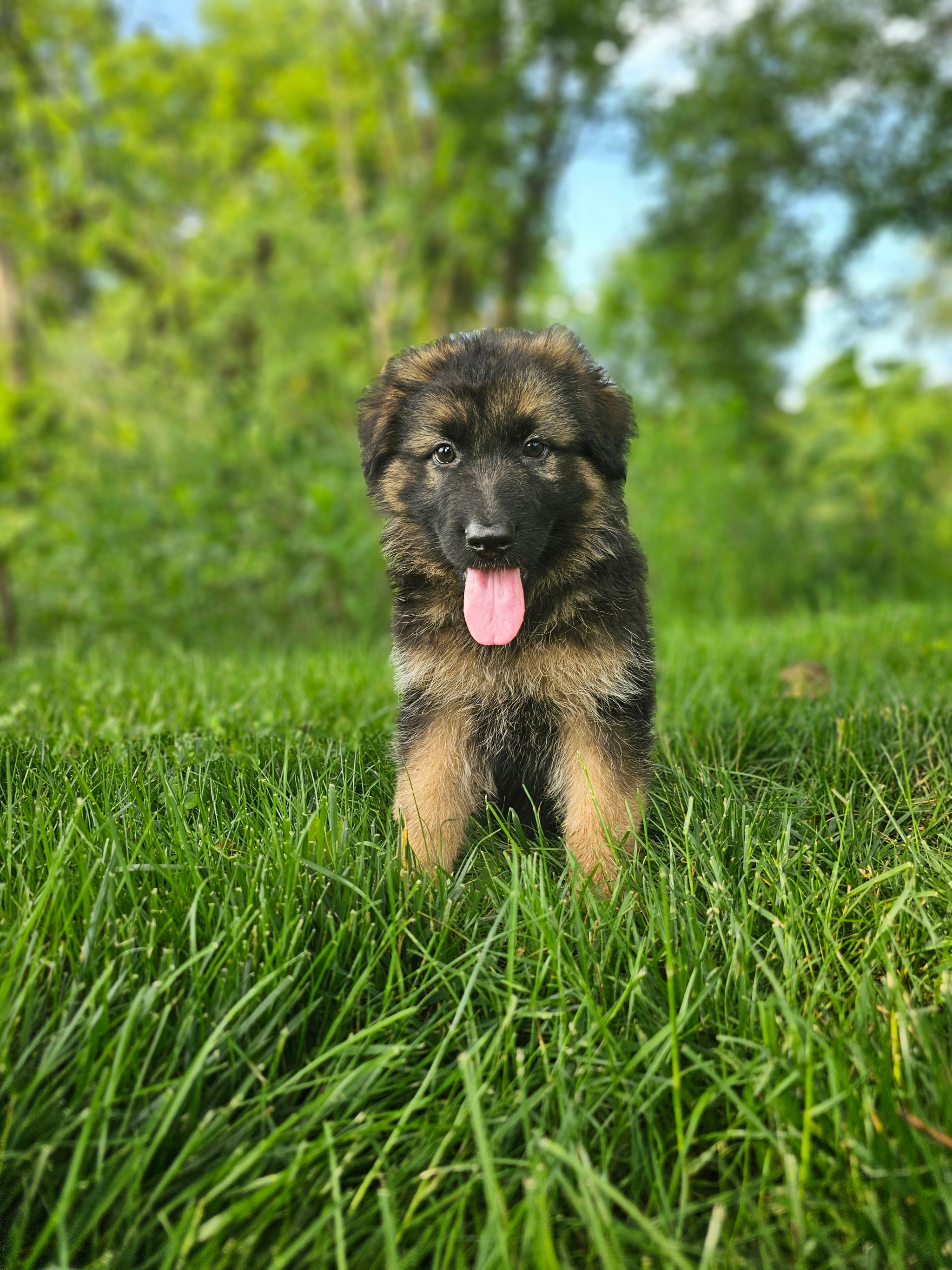 Bruno
