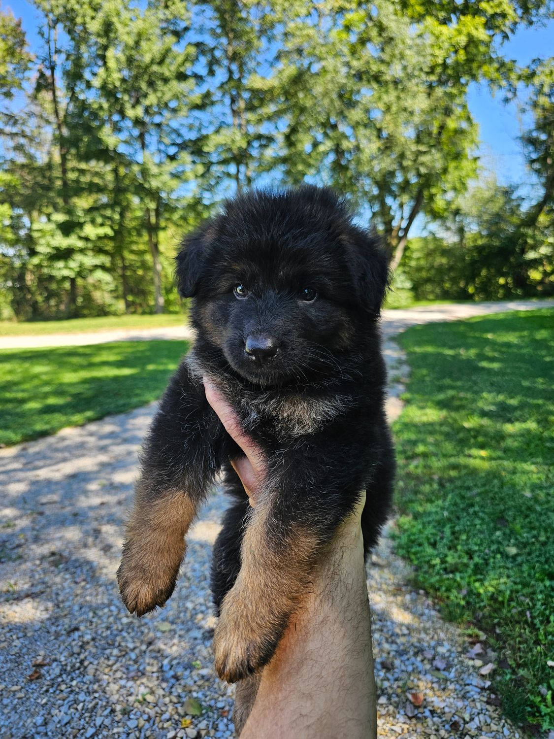 Bruno