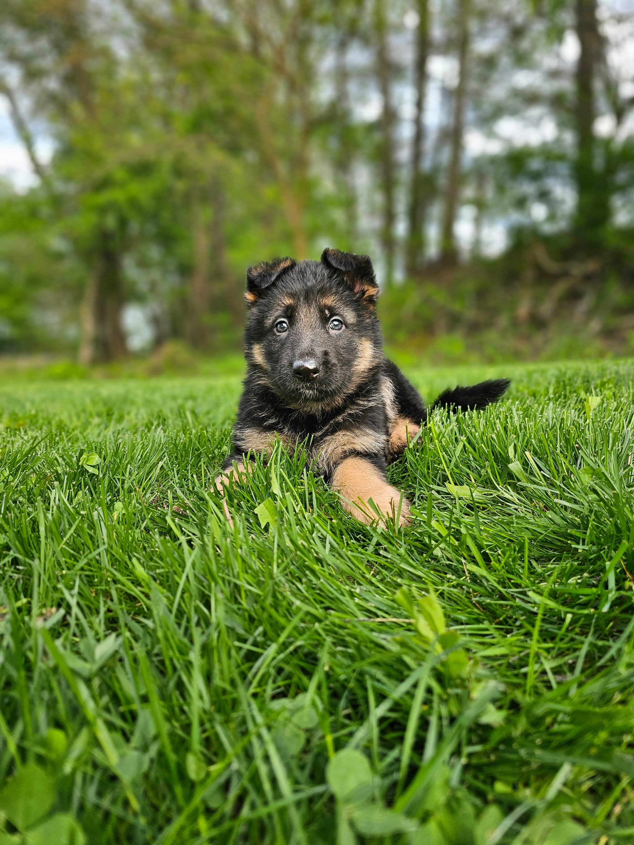 Hunter