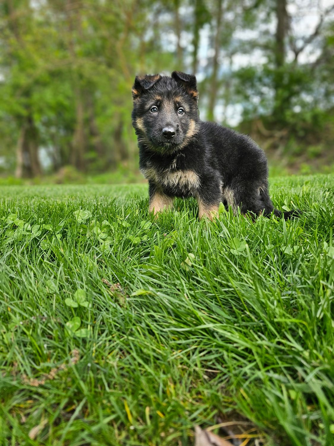 Hunter