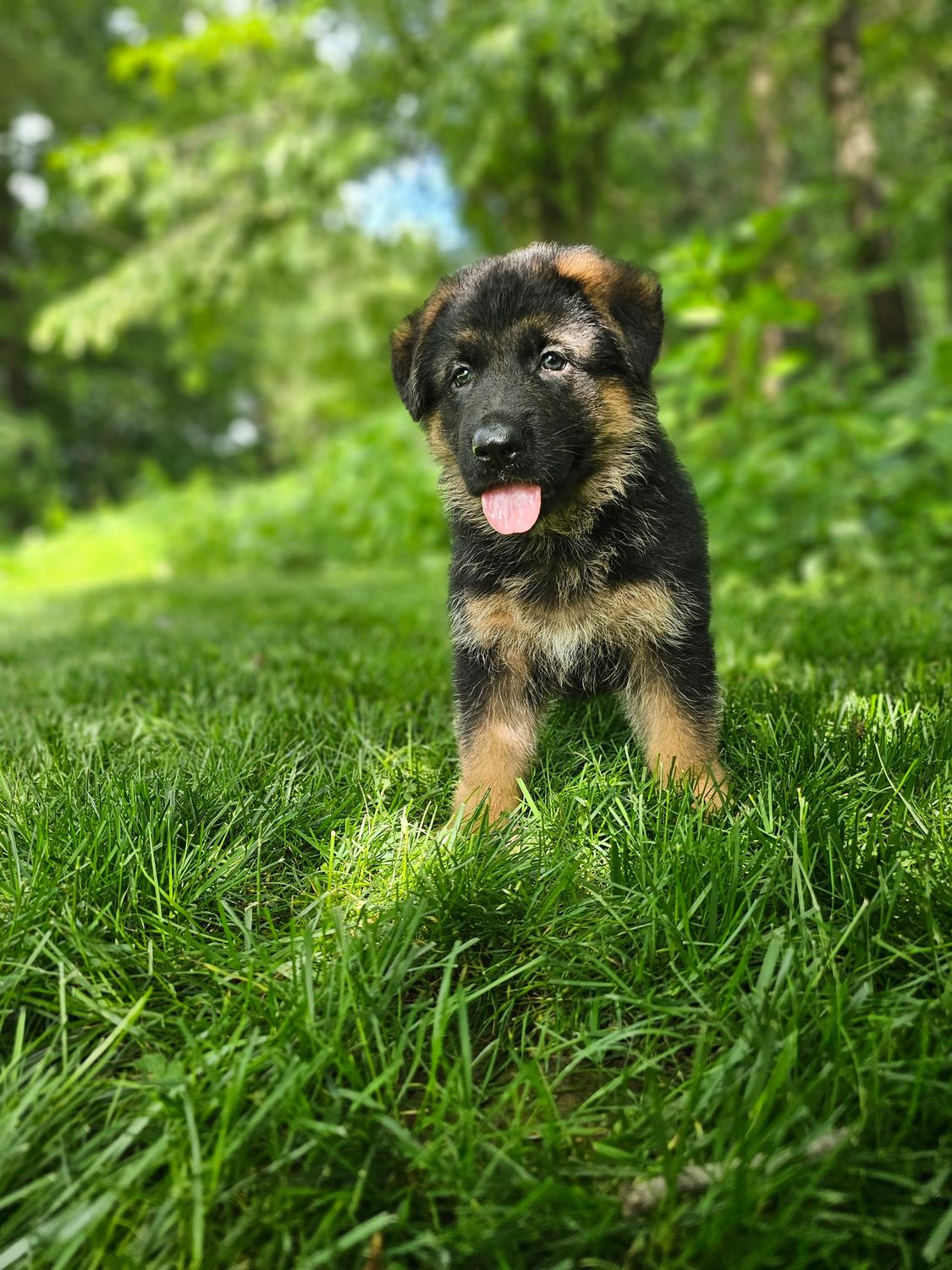 Sammy