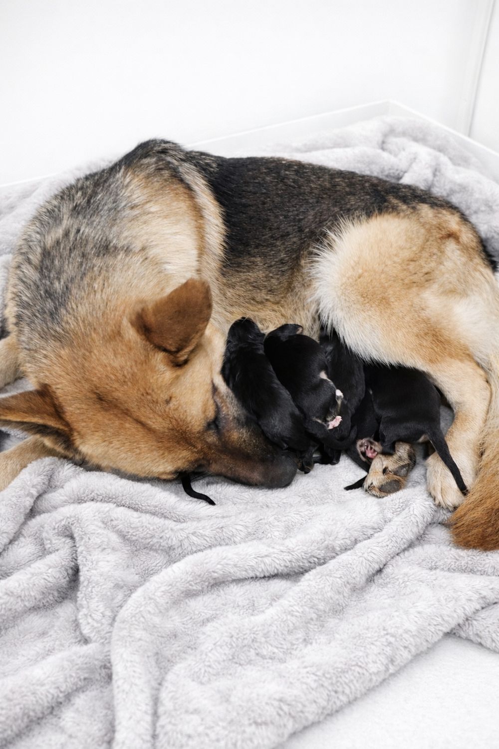 Cannon and Sheba litter 