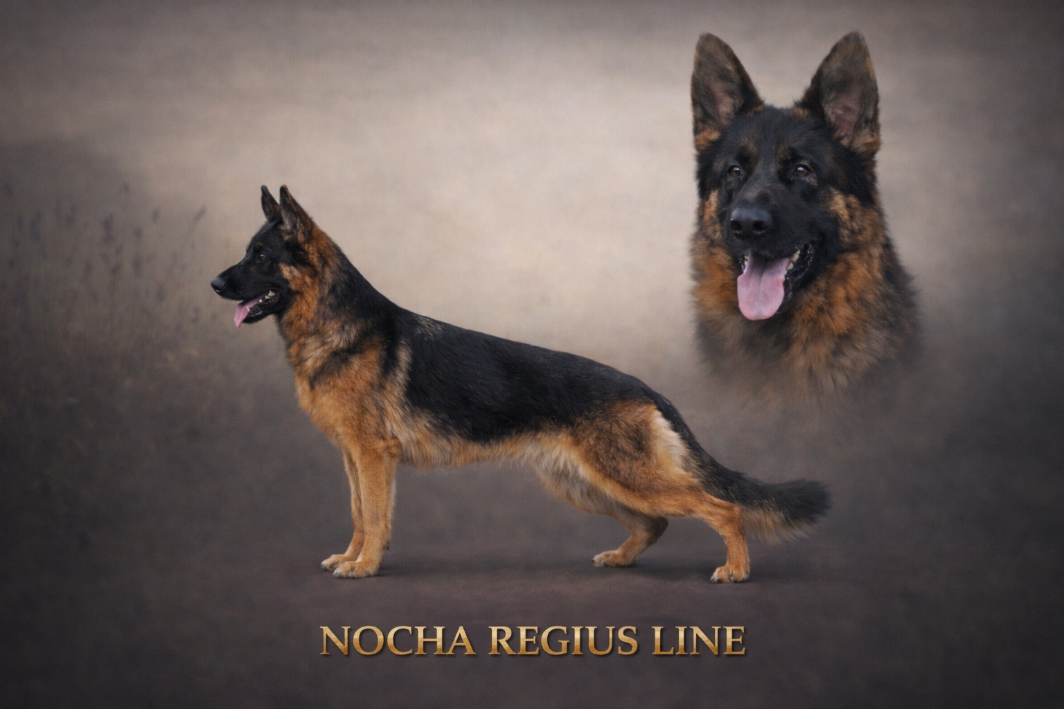 Nacha litter