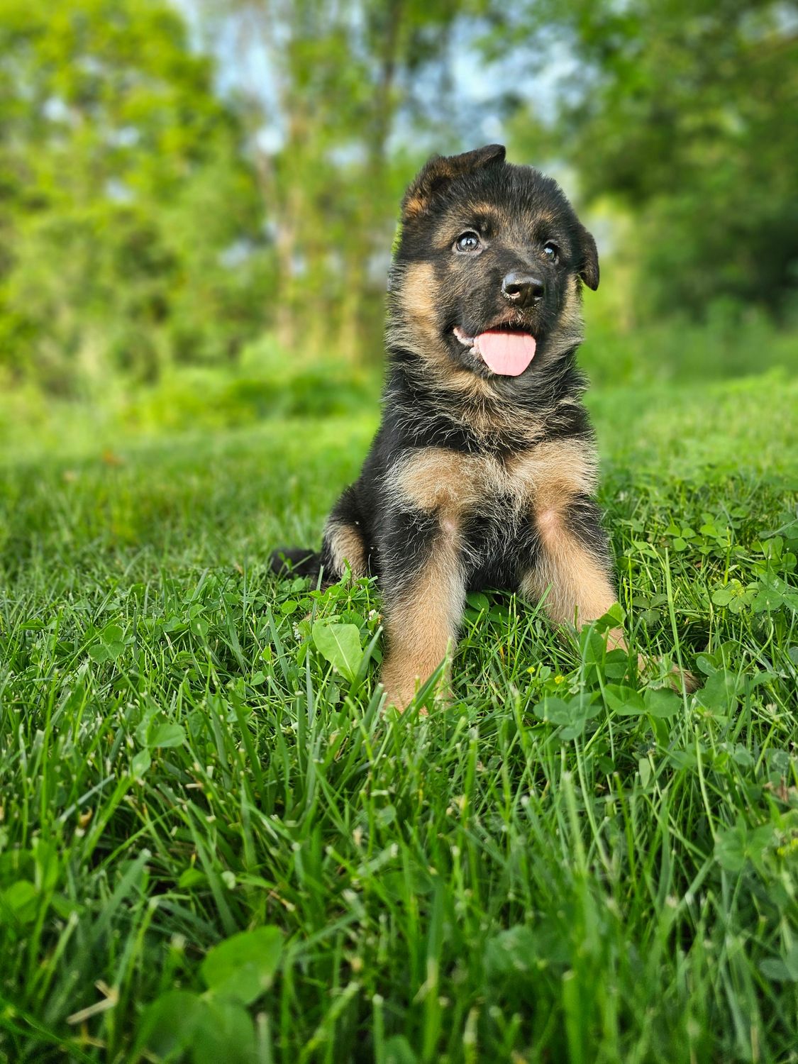 Luna Luna