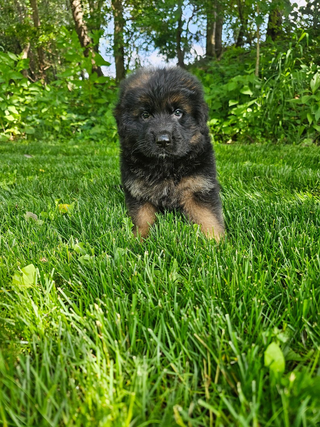 Duke Duke